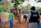 Polícias Civil e Militar desmantelam abatedouro ilegal de cavalos