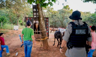 Polícias Civil e Militar desmantelam abatedouro ilegal de cavalos