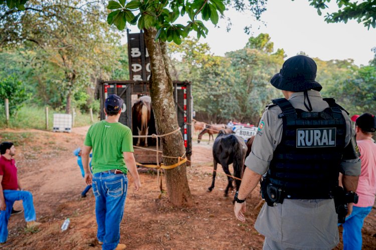 Polícias Civil e Militar desmantelam abatedouro ilegal de cavalos