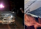 Carro bate em cavalo na GO-330,  entre Petrolina e Santa Rosa de Goiás