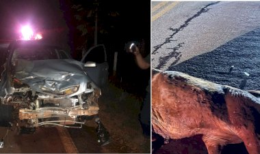 Carro bate em cavalo na GO-330,  entre Petrolina e Santa Rosa de Goiás